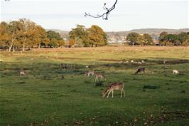 Deer near the path to Powderham Lodge